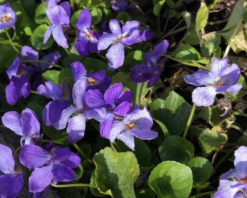 Frühling, Blüten