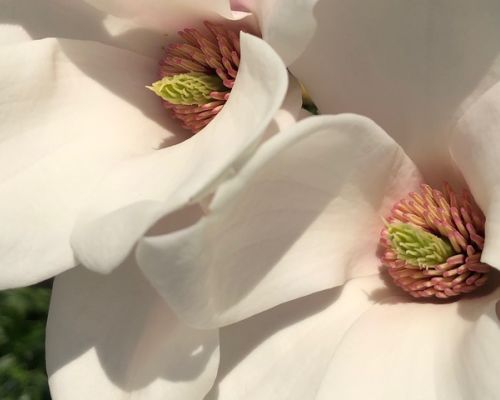 Frühling, Blüten
