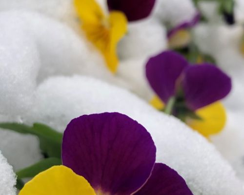 Frühlingsblumen