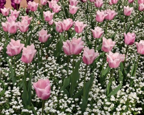 Frühling, Blüten