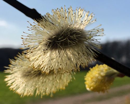 Frühlingsblumen