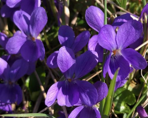 Frühlingsblumen