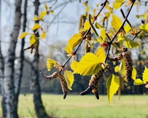 Frühling, Blüten