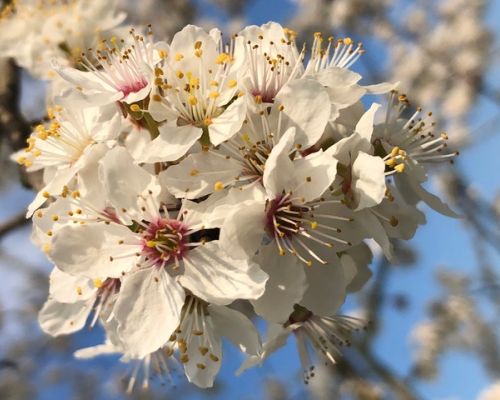 Frühling, Blüten
