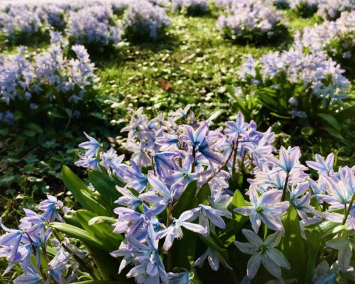Frühlingsblumen