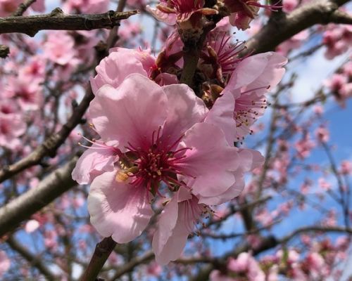 Frühling, Blüten