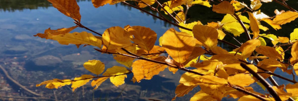 Herbstlaub am Baum