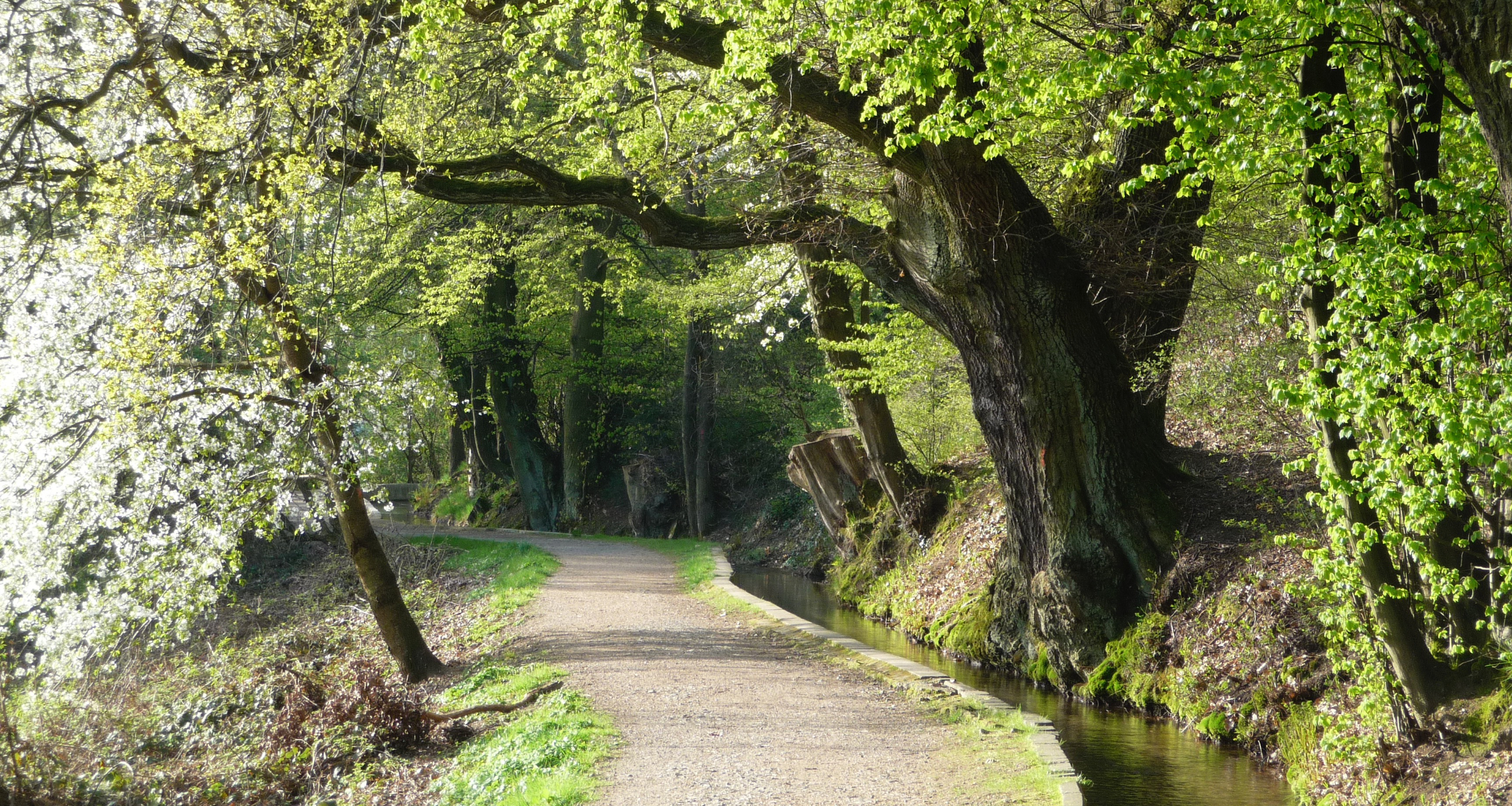 Wanderweg im Wald