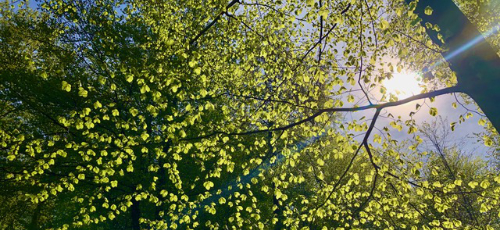 Baum mit Sonnenstrahlen